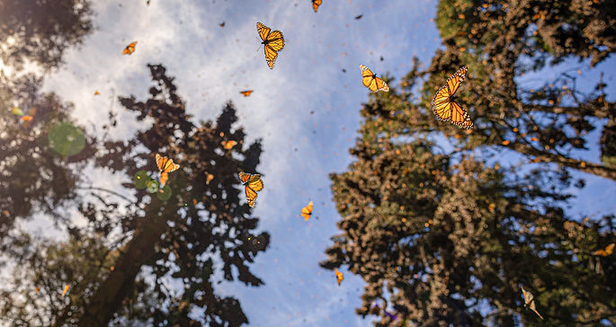 mariposas.jpeg