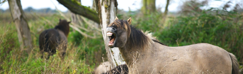 RREVS - Dentistry and dental extractions