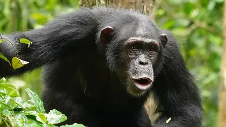 Chimpanzee Tracking Adventure