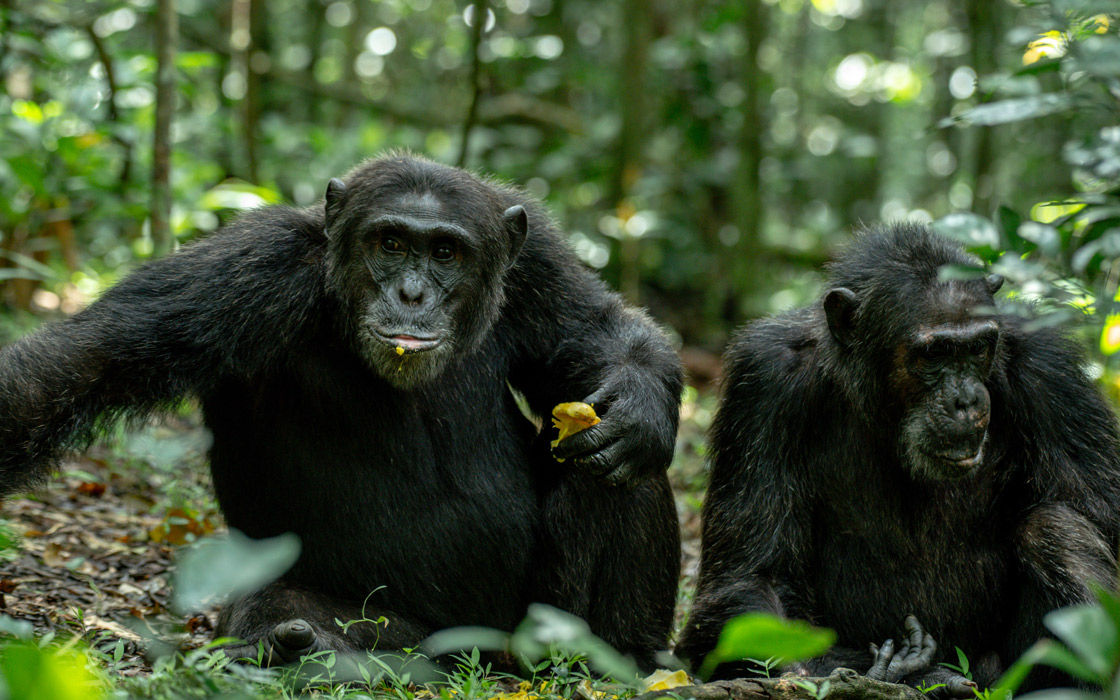 The Gorilla & Chimp Tracking Safari
