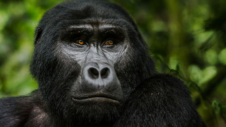 Rwanda vs Uganda Gorilla Trekking: Which Destination Should You Choose?