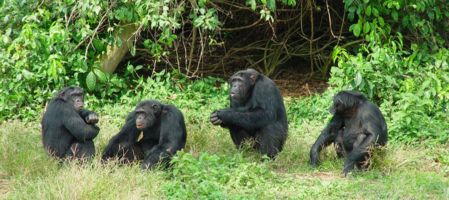 Uganda Primate Behavior Research Safari