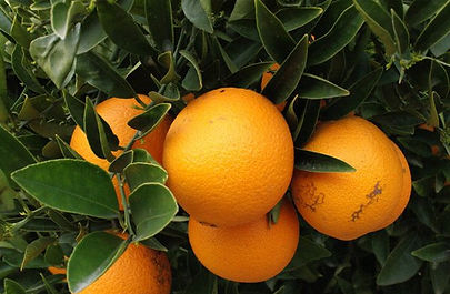 naranja.jpg