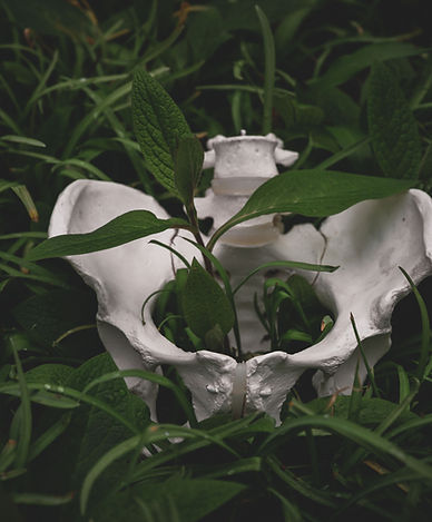 Pelvis bones sitting in grass