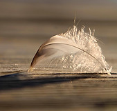 feather-7838473_1920.jpg