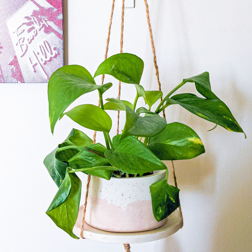 Thumbnail: Hanging Planter with Tray 