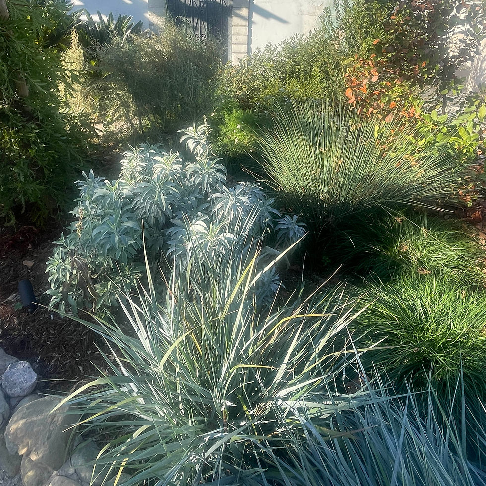 White sage and juncus