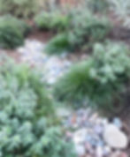 California Native Raingarden