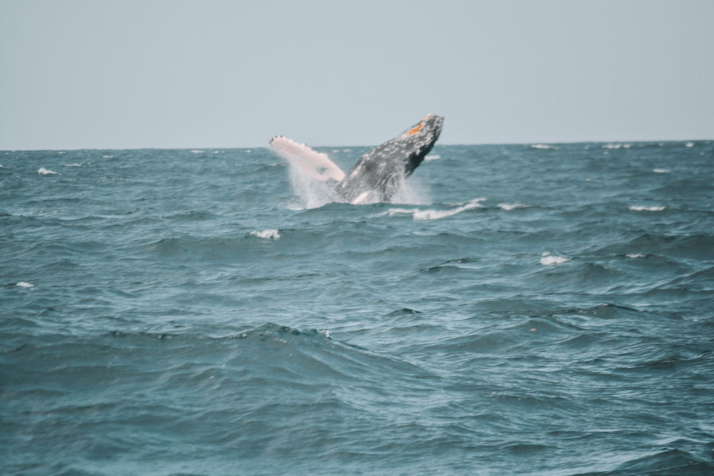 Comment Dit On Baleine En Anglais Observation des baleines et sauver des cétacés