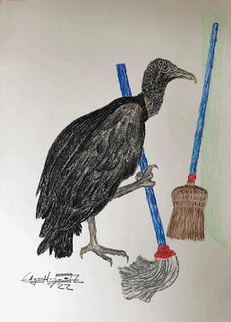 Gallinazo gif.gif