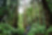 Having fun in the crater rainforest! #o