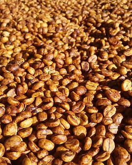 Honey Processed Coffee