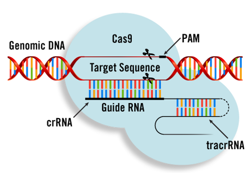 crispr-diagram_orig.png
