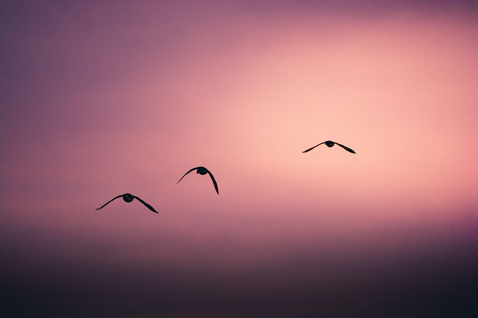 Three birds flying in formation against a purple pink sky
