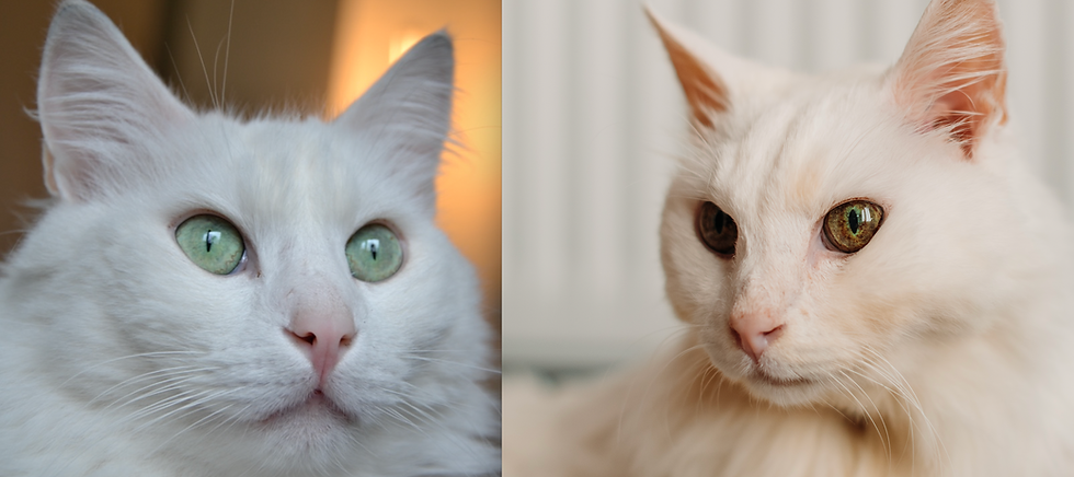 The white cat in the article shown at age 3 with fierce green eyes, and at age 19 with mottled brown eyes.