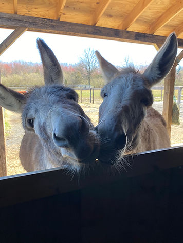 donkeys3.jpg