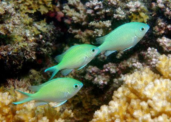 Blue Green Chromis