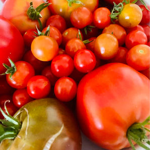 Assortiment de tomates de différentes variétés, couleurs et tailles