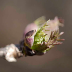 Bourgeon de cassis en éclosion au printemps, utilisé en gemmothérapie contre le rhume des foins
