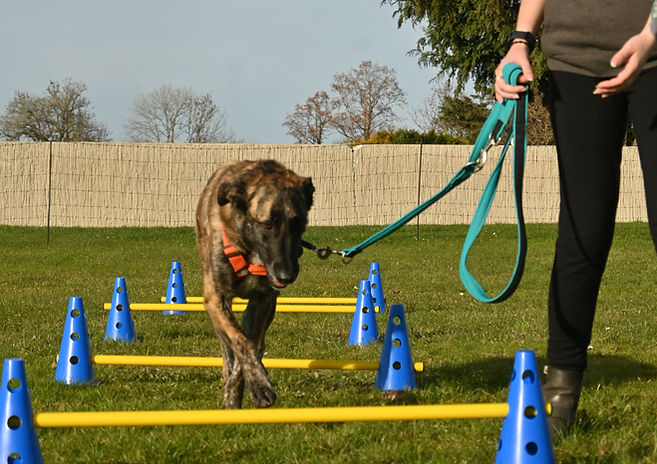 Hund läuft über gelb/blaue Hürden Halter daneben führt ihn darüber