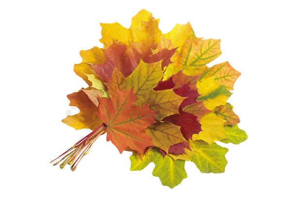 kisspng-maple-leaf-autumn-leaves-5ae44c0