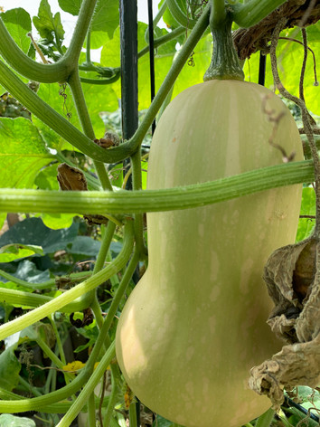 Das Projekt "Restauranteigener Garten" | Meinewebsite