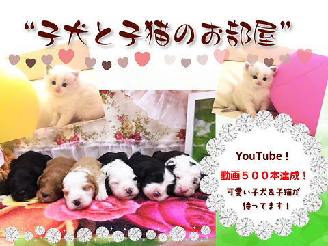 子犬と子猫の動画