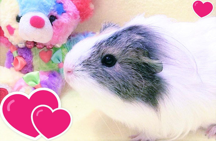 モルモットとチンチラとフクロモモンガ 茨城県牛久市 子犬と子猫のお部屋 モルモットとチンチラとフクロモモンガ 茨城県牛久市 子犬と子猫のお部屋
