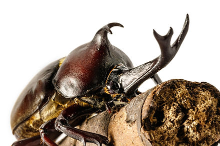 カブト虫