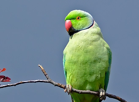 Ring-necked Parakeet rs.jpg