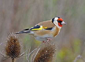 Goldfinch rs.jpg