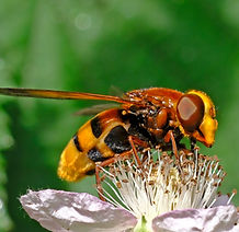 Hornet Hoverfly.jpg