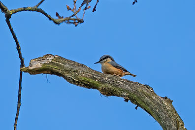 Nuthatch rs.jpg
