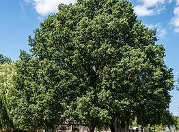 Oak Tree.jpg