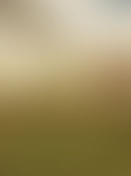 Integridade: A Chave da Inteligência Emocional