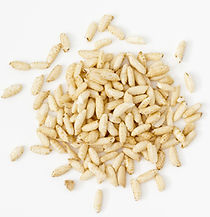 Puffed rice from above on white backgrou