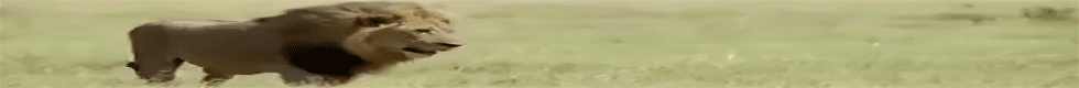 leao_3.gif