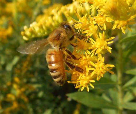 Sept 12 ABA General Meeting