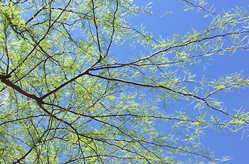 green tree leaves in blue sky
