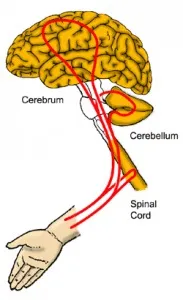 kinesiology wie funkitoniert es .webp