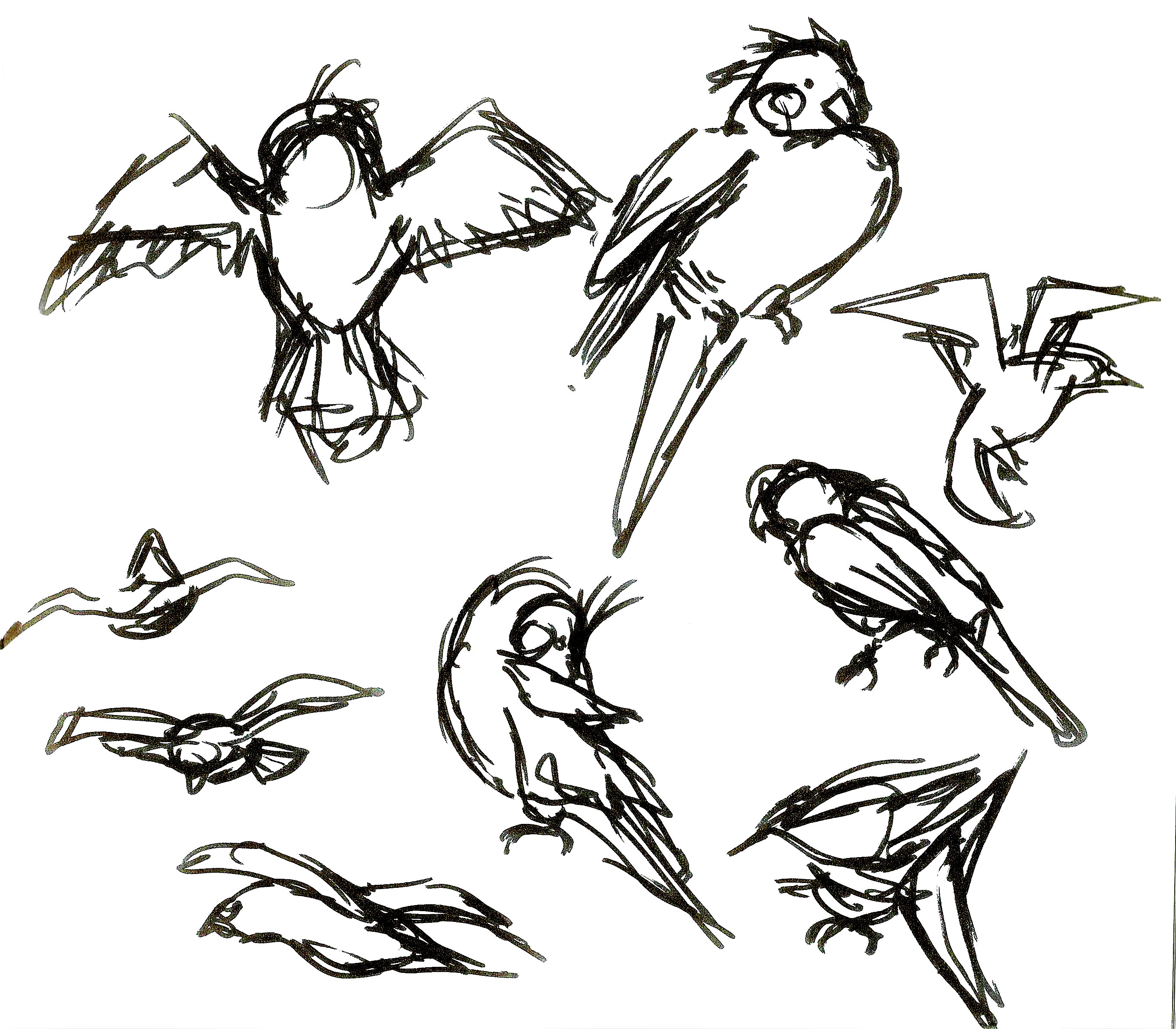 Parakeet studies