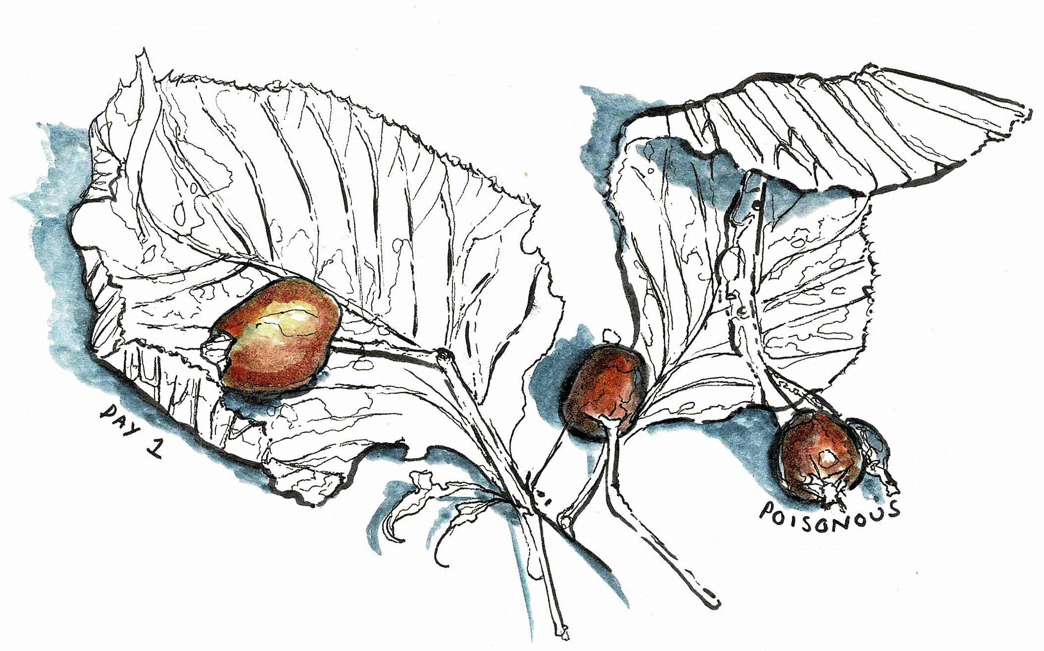 Leaves and berries study