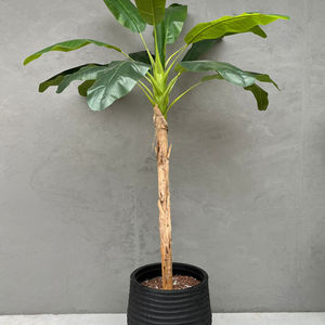 plant plantenbak huren tropisch decoratie deco decoration thema feest aankleding feest party groen flora boom palm palmboom bananenboom tropisch tropische plant planten exotisch hawaii ibiza beach strand jungle 