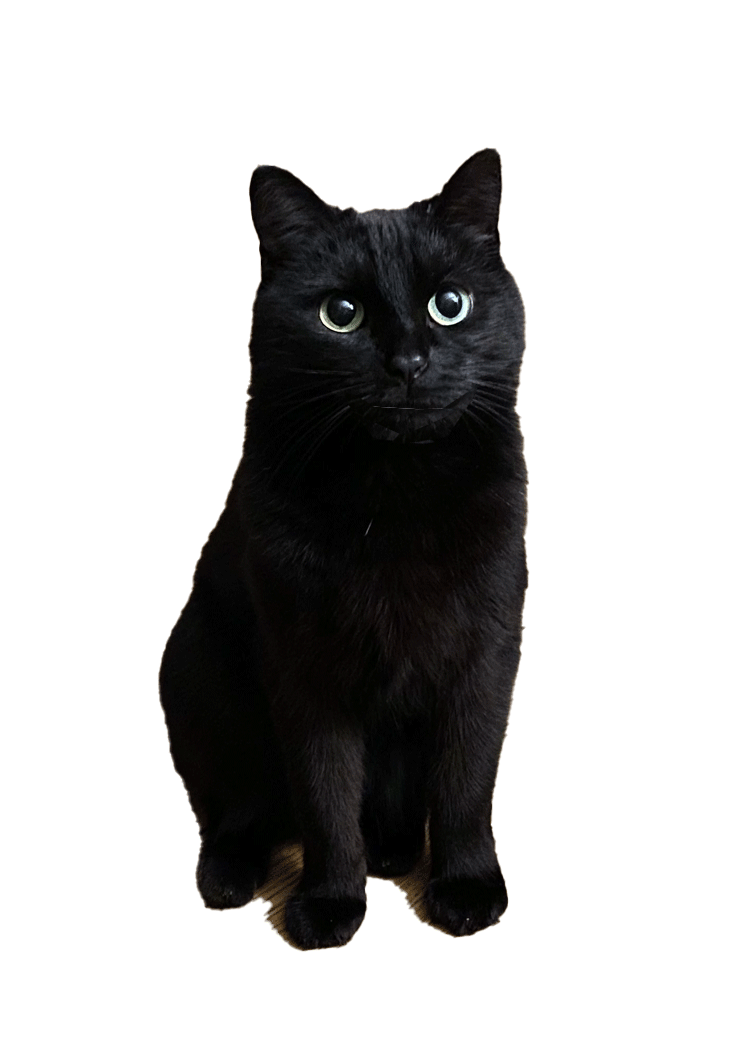 cattalking.gif