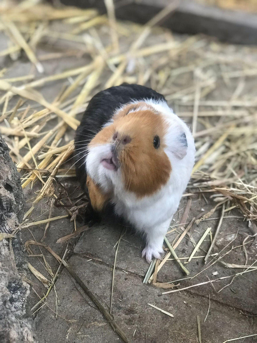 Lebenshof Wendy Welt