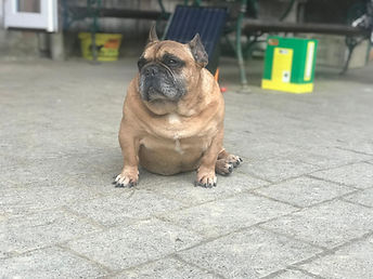 Lebenshof Wendy Welt Hund Aragon
