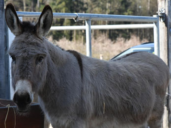 Lebenshof Wendy Welt Esel Jonny