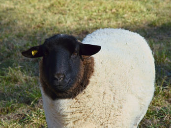 Lebenshof Wendy Welt Schafe Agnes