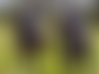 May 2025: Spokane Sport Horse