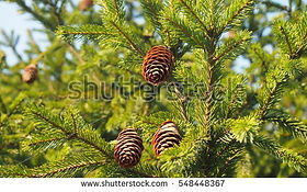 ax, tree, needles, cone, chainsaw, lumberjack, sawmill, fir, pine, forest, taiga, texture, cedar, spruce, beautiful, background, branch, image, nature,